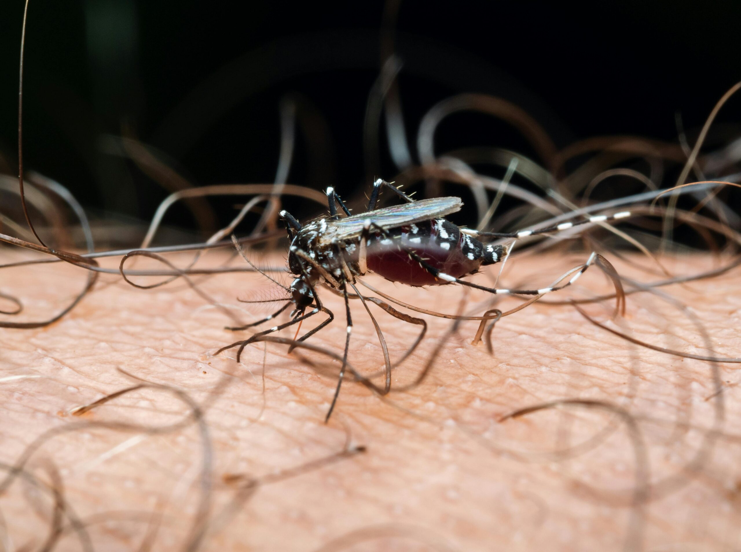 2024년 한국 말라리아 모기 증가하는 이유와 초기 증상